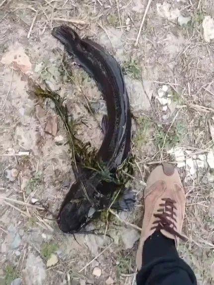 大连西山水库出现成群黑色大鱼最长近一米！专家确认系外来物种埃